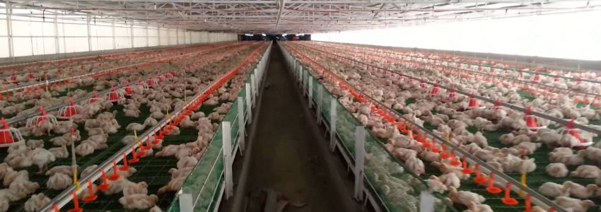 Ramallah Poultry
