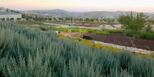 ورشة عمل | المشهد الطبيعي للنباتات البرية الغذائية في فلسطين