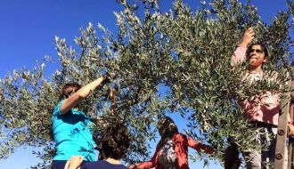 موسم قطف الزيتون Olive Harvest at Juthour