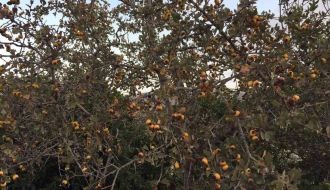 Hawthorn & Carob Harvest/ حصاد الزعرور و الخروب