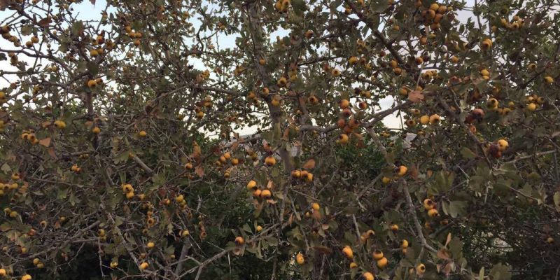 Hawthorn & Carob Harvest/ حصاد الزعرور و الخروب
