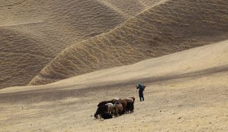 Wolf and Sheep - ذئب وغنم