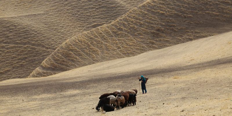 Wolf and Sheep - ذئب وغنم