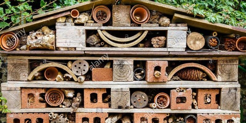 فندق الحشرات/Bugs Hotel