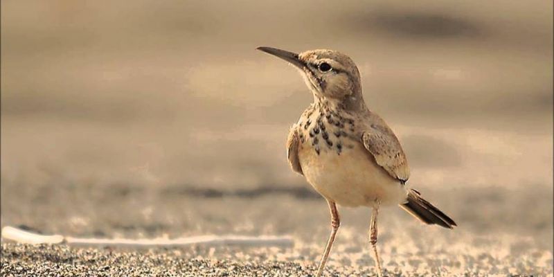 4 المحاضرة الثانية: ديانة العرب قبل الإسلام: المكاء والتصدية