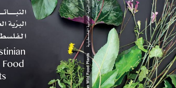 النباتات البرية الغذائية الفلسطينية-Palestinian wild food plants