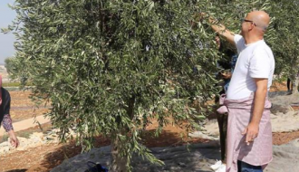 يوم العائلة: قطف الزيتون Family Day: Olive Picking
