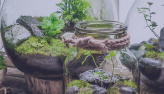 حديقتك الصغيرة | Terrarium