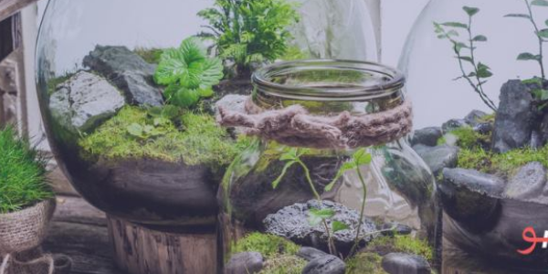 حديقتك الصغيرة | Terrarium